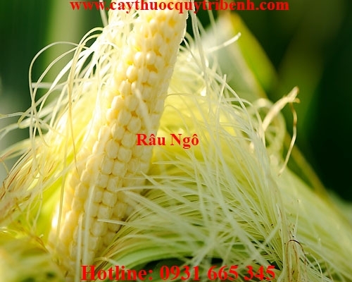 Mua bán rau ngô uy tín tại Ninh Thuận điều trị viêm thận tốt nhất