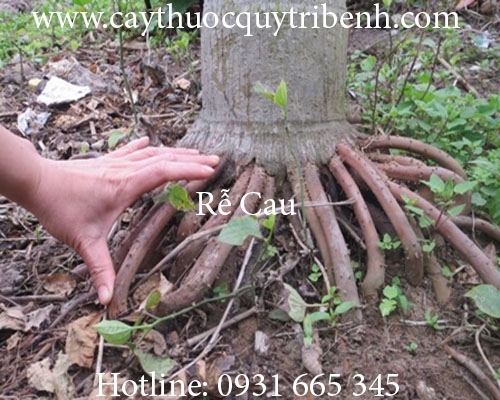 Mua bán rễ cau tại Tây Ninh giúp chữa kiết lị, giun sán rất hiệu quả