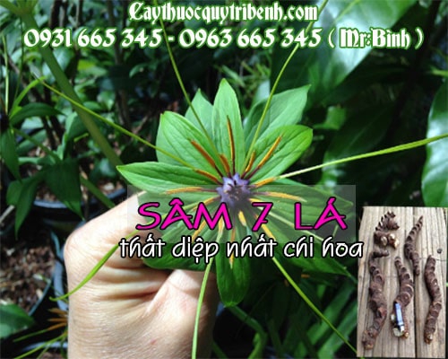 Mua bán sâm 7 lá - thất diệp nhất chi hoa tại quận Long Biên có công dụng trị ung thư