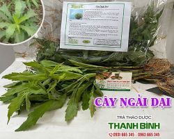 Địa chỉ bán cây ngải dại trong điều trị viêm da cơ địa tại Hà Nội