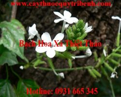 Mua bán bạch hoa xà thiệt thảo ở huyện Hóc Môn trị ho viêm phổi tốt nhất