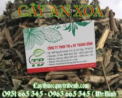 Mua bán cây an xoa tại quận Ba Đình giúp điều trị ung thư gan hiệu quả nhất