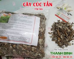 Mua bán cây cúc tần ở quận Bình Thạnh giúp điều trị tiểu buốt uy tín nhất
