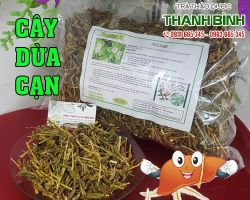 Mua bán cây dừa cạn tại huyện Thanh Oai có tác dụng phòng và chữa tiểu đường