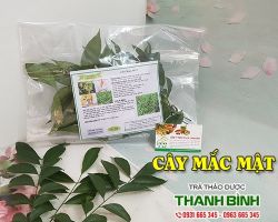 Mua bán cây mắc mật tại quận Hoàng Mai giúp điều trị phong tê thấp
