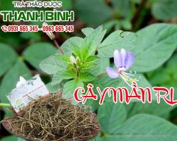 Mua bán cây mần ri ở quận Bình Tân có tác dụng trị cảm sốt rất tốt