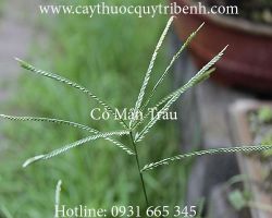 Mua bán cỏ mần trầu tại An Giang điều trị rụng tóc hiệu quả nhất