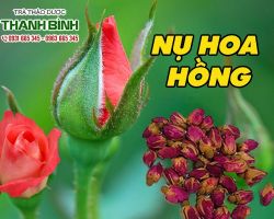 Mua bán nụ hoa hồng ở quận Bình Tân có tác dụng ngăn ngừa các vết viêm nhiễm trên da