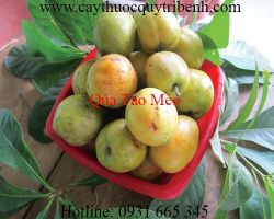 Mua bán quả táo mèo chất lượng tại Đà Nẵng có tác dụng chữa cao huyết áp