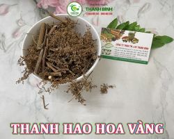 Mua bán thanh hao hoa vàng tại Ninh Thuận hỗ trợ điều trị viêm phổi hiệu quả nhất
